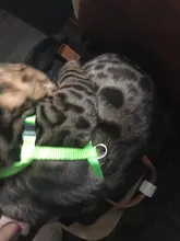 Arnés y correa para cachorros y gatitos, cinturón de tracción ajustable para animales, cuello Halter para gatos y gatitos, sin cartón