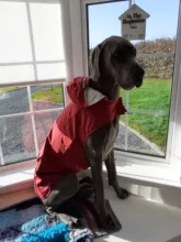 Impermeable para perro mascota impermeable perros grandes ropa de abrigo al aire libre chaqueta de lluvia reflectante Golden Retriever Labrador Husky gran poncho