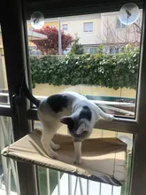 Cama que cuelga de la ventana para mascotas, 20kg, hamaca para gato y mascota, asiento tipo estante