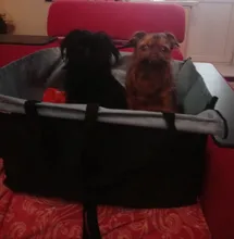 CAWAYI KENNEL Pet Carriers Dog Car Seat Cover Carrying for Dogs Cats Mat Blanket Rear