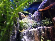 Fish-Tank Aquarium Shrimp Food Natural-Spinach Crystal Red 35g Mixed-Ingredient Hotest