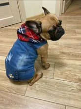 Dog-Vest Jacket Apparel Jeans Puppy Small Dogs Yorkshire Terrier Denim For Chihuahua
