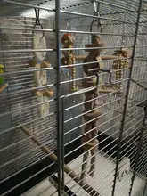 Bird-Toys Accessories Perch-Stand Cockatiel Budgie Parkiet Vogelspeelgoed 7pcs Jouet