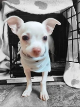 Pañuelo de gato Triangular para perros pequeños, Bandana de algodón lavable, Collar, bufanda, Baberos de cachorro de moda ajustables