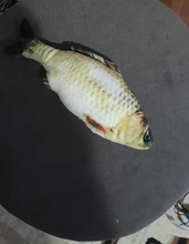 Cheap Pet Products Fish Toy Cat Scratch Board Scratching Post Catnip toys for Cat Pet