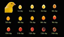 Lámpara LED para candelabro de huevos, equipo superfrío, herramientas de incubación de aves de corral