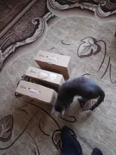 Movols 2MP AI colorido Noche de visión Kit CCTV H.265 + Vídeo impermeable Sistema de Vigilancia 8CH DVR 8 uds/4 Uds juego de cámara de seguridad