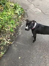 Dog-Collar Pitbull-Leash Dogs Reflective Puppy Big Small Adjustable with Buckle for Medium