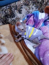 Antumn-ropa de invierno para gatos abrigo de suéter Katten para perros, disfraz de gato para perros pequeños, Chihuahua, Pugs, Bulldog francés