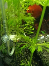 ZRDR-Sistema generador de CO2 para acuario con válvula de solenoide, herramienta para generar CO2 para el crecimiento de las plantas acuáticas, difusor contador de burbujas