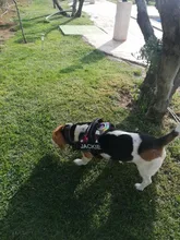 K9 Harnesses For Dogs Customizable Dog Name label Reflective Adjustable Dog Harness Vest