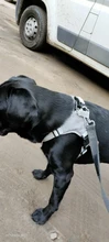 Pet-Vest Harnesses Dog-Supplies Reflective No-Pull Small Walking-Adjustable Large Medium