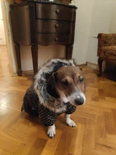 Coat Dogs-Clothing Dot-Pattern Winter Hooded Pet-Dogs New Xl To High-Quality