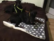 Manta gruesa de lana para mascotas, estera de Coral blando para perros medianos y pequeños, suministros para mascotas gatos, Invierno