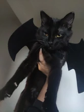 2021 nuevo perro animal Halloween trajes ropa de negro alas de murciélago regalo para mascotas vampiro negro lindo araña divertido vestido de accesorios para mascotas