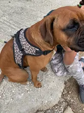 Pet-Products Dog-Harness Led-Collar Glowing K9 Chihuahua Vest Puppy Lead Pets for Large