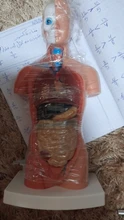 Torso humano cuerpo modelo de anatomía, anatómico médico los órganos internos para la enseñanza Dropshipping. Exclusivo.