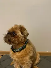 Collar de nailon para perro, personalizado con placa de etiqueta de identificación grabada para mascota, reflectante, perros pequeños, medianos y grandes