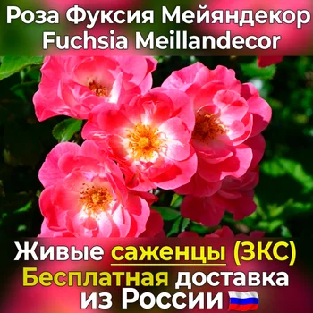 

Corded rose seedlings fuchsia mayandecor-free shipping from Russia, no seeds, live flowers in the garden pot