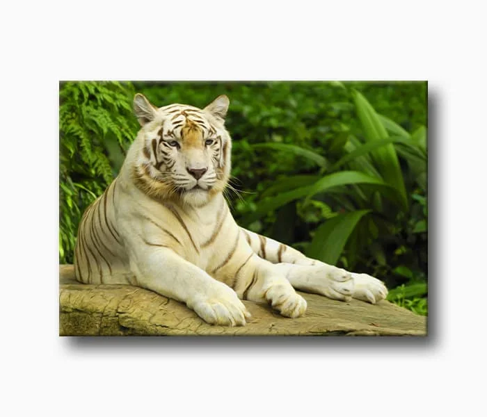 Белая Бенгальская картина тигр на холсте-холст искусство печать дома картины