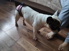 Menstruation Underwear Panties Jumpsuit Diaper Dog-Shorts Pet-Physiological Sanitary