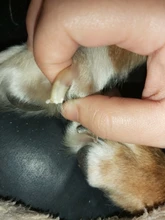 Cortador de uñas con garra para mascotas, cortador de uñas para pies, perro, gato, conejo, Toenail, herramienta de aseo de animales, recortador, cizalla para loros y pájaros gerbidos, 1 ud.