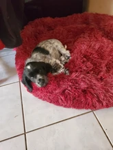 Dog-Beds Cushion Accessories Pet-Products Cat-Mat-Supplies Dogs Comfortable Round Fluffy