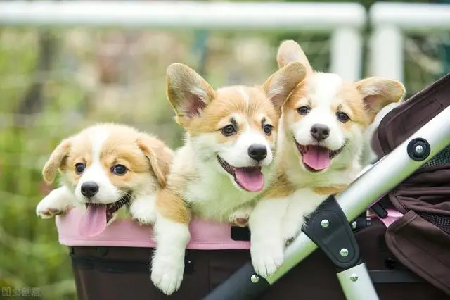 买什么狗好最好选择和自己性格合适的狗 宠物