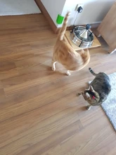 Juguetes interactivos para gatos, Láser LED para mascotas, modo manual divertido, electrónico, para todos los gatos, Laserlampje Kat