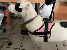 Dadugo-arnés para perro personalizado, etiquetas reflectantes, arnés de mascota ajustable para cachorro, animales medianos y grandes, envío directo