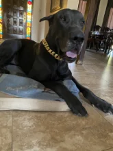 Dog-Chain-Collars Bulldog Pet-Training Stainless-Steel Metal Silver Strong for Large