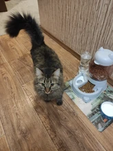 Alimentador automático de mascotas, para perros y gatos, depósito de comida de 2.2L y de agua de 528ml, suministro lento de comida