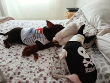 Puppy Shirt Teacup Dog-Vest Yorkie-Bulldog Dogs Pawstrip Summer Pet Small for Teddy