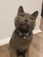 Bowtie Cat Collar Charm Safety Break Away Nylon Necktie Collar for Cats Bell Leather