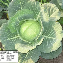 GLORIA KID F1 Y.R. Lahana Tohumu 2,500 Adet