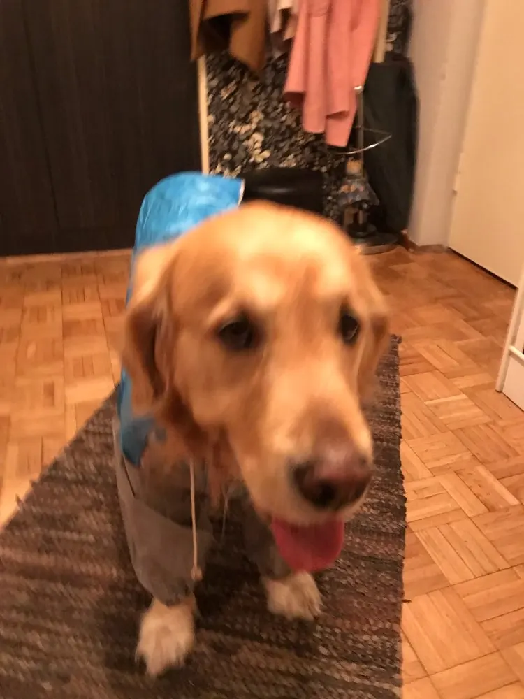 Dog Raincoat Best Dog Raincoat Dog Raincoat with Legs