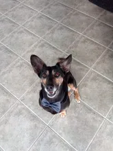 Pajarita ajustable para perro, accesorios para perros pequeños, medianos y grandes, lazo de cuello de mariposa ajustable para gato, cachorro, accesorios para gatos