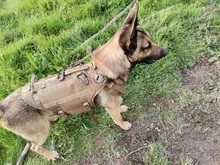 Vest Harnesses Pet-Training Dogs Military-Working Tactical Medium Nylon Durable for Large