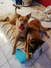 HOOPET Perro Pelota de Goma Juguete Mordedura-resistente Perros Pitbull Cachorro de Peluche Alimentos Para Mascotas