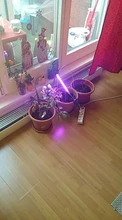 Grow-Light Phyto-Lamp Greenhouse-Vegetable-Seedling-Plant-Lighting USB Full-Spectrum
