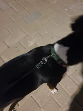 3m y 5m Durable Correa automática retráctil de Nylon gato plomo extensión cachorro caminar correr a la ruleta para perros