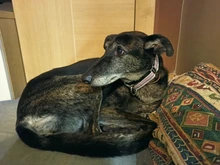 Personalized Fabric Super Strong Durable Martingale Collars for Dogs Heavy Duty Duty