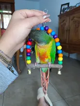 Columpio de madera Natural para loros, jaula colgante con cuentas de colores para pájaros, suministros de campanas, juguetes para mascotas, 1 unidad
