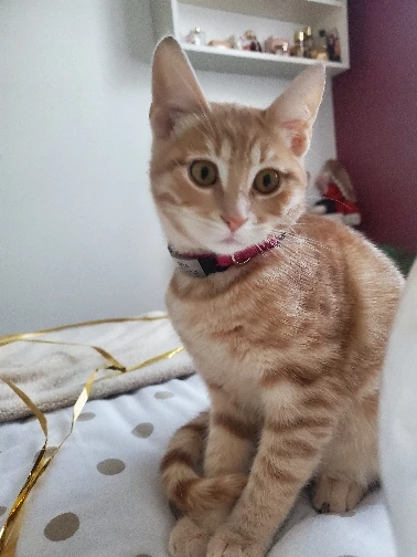 Kedi Tasmasi Isimli Kedi Boyun Tasmasi Reflective Hep21