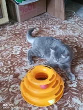 Torre de juguete para gato, torreón de tres niveles con pista de disco y pelota de entrenamiento, plato de diversión, triple, para inteligencia de mascotas