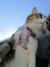 Vest Necklace Harnesses Leash-Set Lead Puppy-Kitten-Collars Dog Pug Adjustable Chihuahua