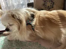 Seat-Belt Harnesses Stunt Puppy Bull Small-Pet Terrier Printed Dogs Chihuahua Shih Tzu