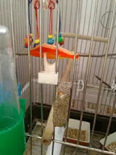 Pet-Supplies Food-Holder Birds Parrots Feeding-On-Cage Plastic Fruit-Fork 2pcs