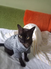 Invierno ropa para gato mascotas ropa de cachorros y perros sudaderas con capucha para pequeño mediano perros gato gatito Kitty trajes gatos abrigos chaquetas trajes