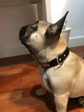 Collar para perros personalizado, accesorio para mascotas de piel sintética, acolchado, perfecto para perros pequeños, medianos, grandes, disponible en 4 tamaños